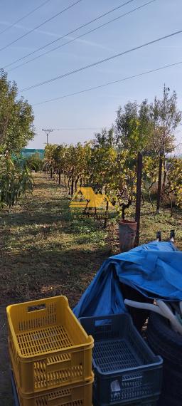 Predám veľkú záhradu v Nových Zámkoch