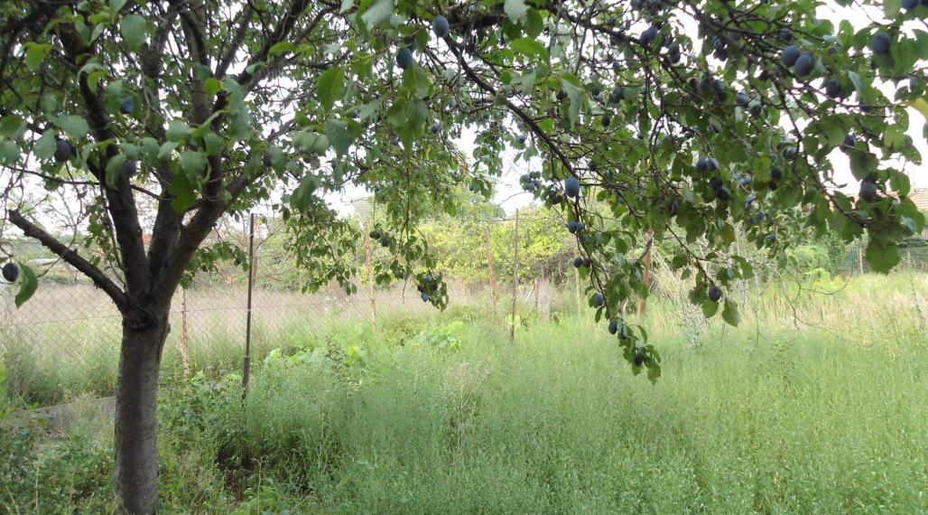 Predám pozemok so starým domom v obci Zemné